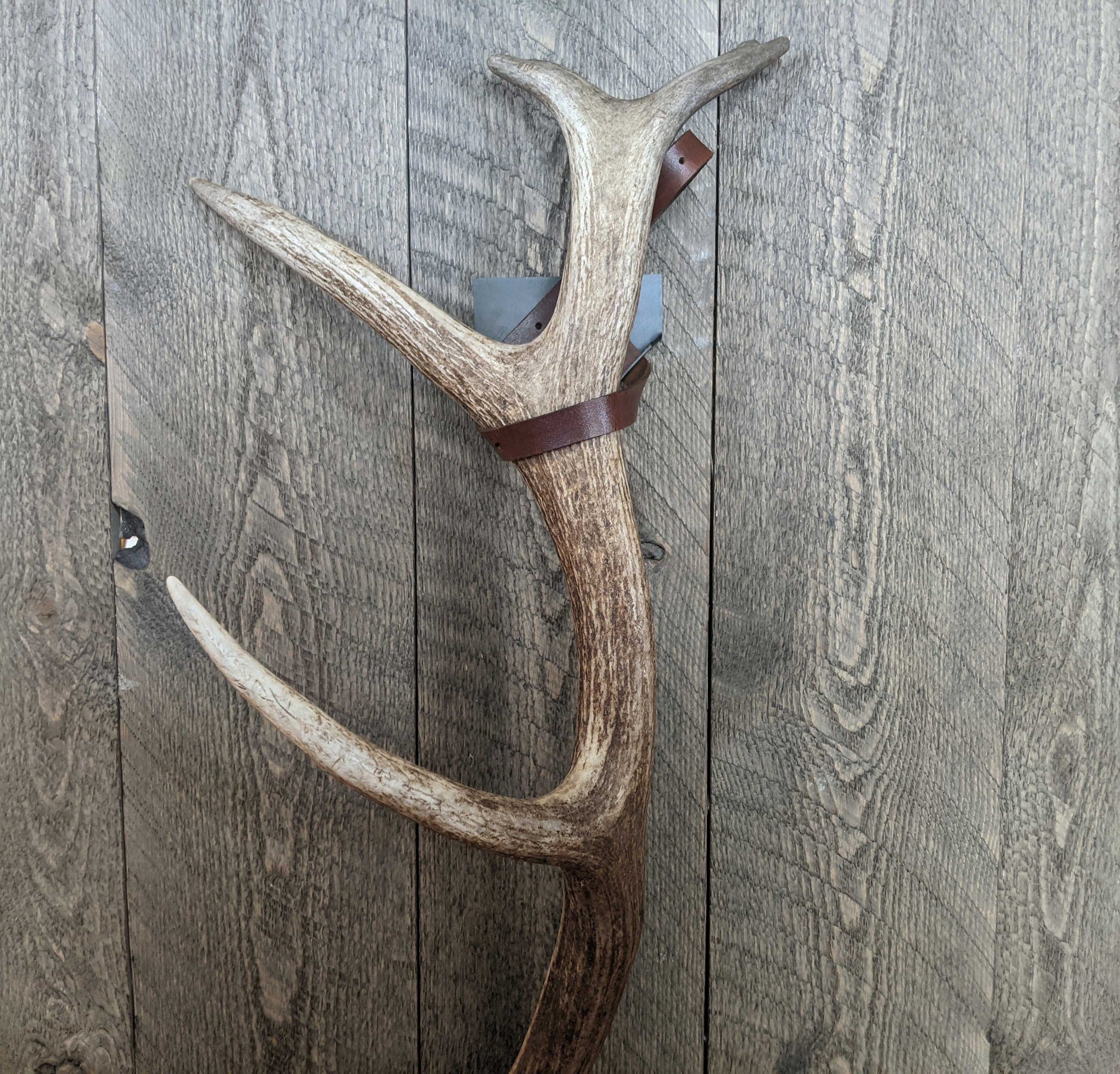 Shed elk antler displayed with a premium Shed Strap