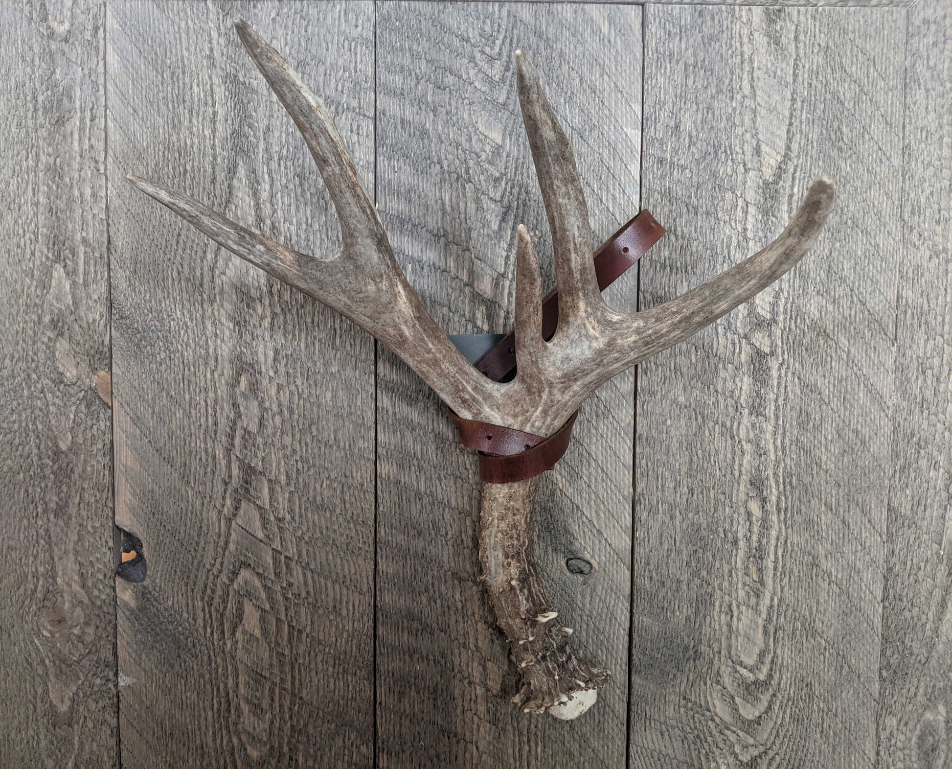 Shed mule deer antler displayed with a premium shed strap