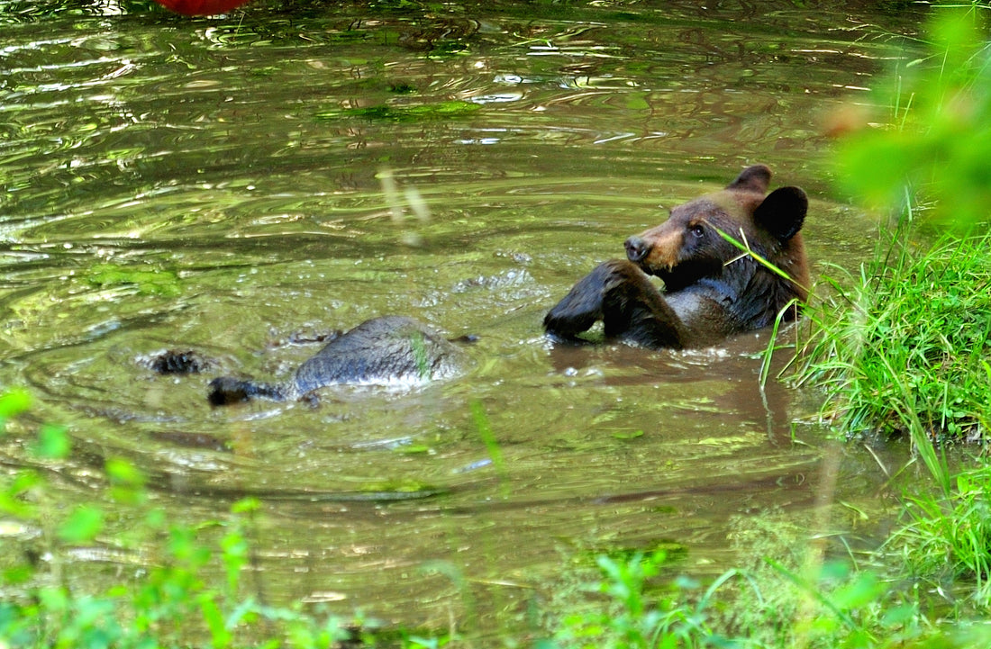 The Ultimate Guide to Bear Safety: Stay Prepared with Bear Blitz Bear Spray Holster