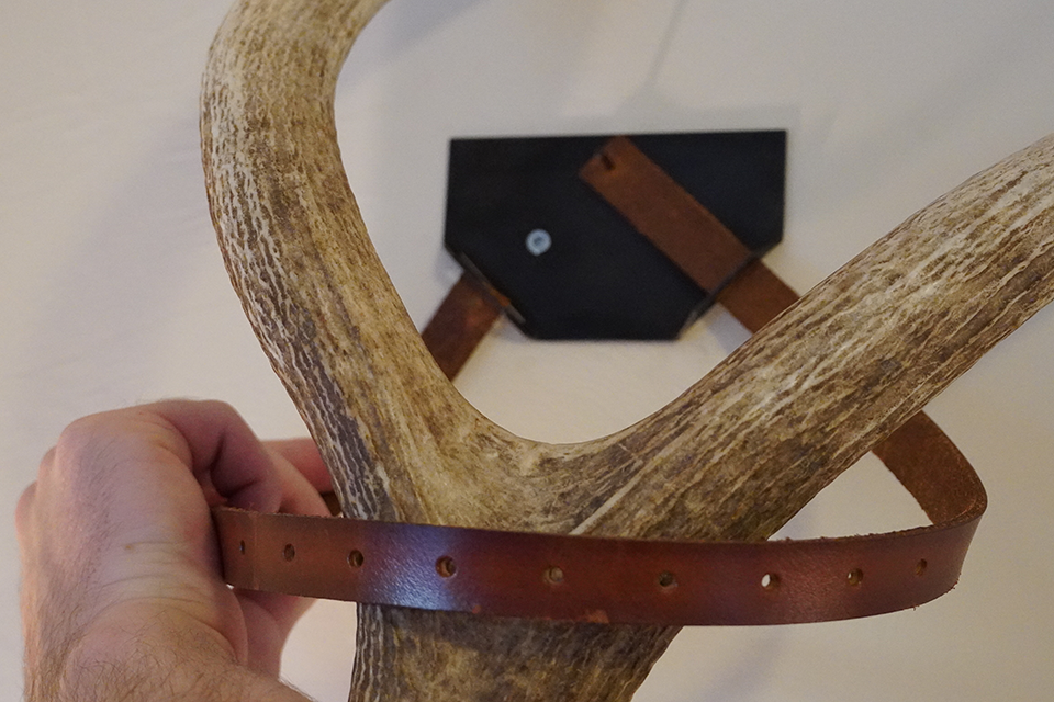 Shed Antler Display Kit Assemble Step 4 (Wrangle Antler)